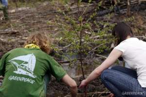 Гринпис приглашает добровольцев высадить лес. Фото: Greenpeace