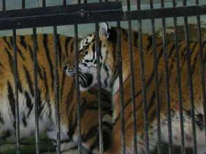 По сведениям директора зоопарка, с случившемся виноваты вовсе не тигры. Фото: ecities.ru