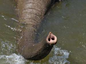 Слон, принадлежащий цирку в Таллине, скончался перед купанием, сообщает Delfi. Фото: Global Look Press