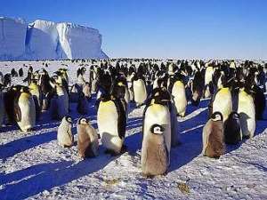 Птенцы королевских пингвинов. Фото: http://lenta.ru