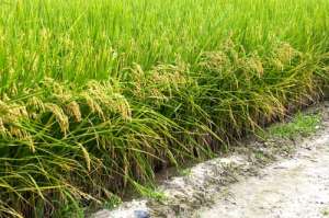 Пользуясь генетическими модификациями своего окультуренного кузена, дикий рис может вытеснить его с сельскохозяйственных полей. (Фото Imagemore / Corbis.)