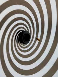 Пчела подлетает к посадочной площадке со спиральным рисунком. (Фото авторов работы.)
