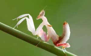 Орхидейный богомол (фото Marco Milanesi).