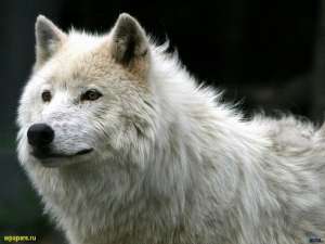 Белый волк. Фото: wpapers.ru