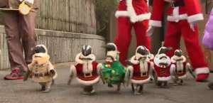 Пингвины в костюмах Санты и елочки прогулялись по парку в Южной Корее. 