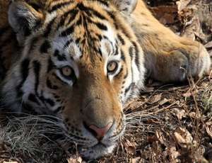 В Хабаровском крае считают тигров. Фото: Новый Регион