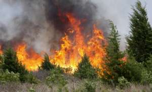 Лесной пожар. Фото: http://ufoleaks.su