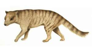 Nimbacinus dicksoni или тасманский тигр (иллюстрация Anne Musser). 