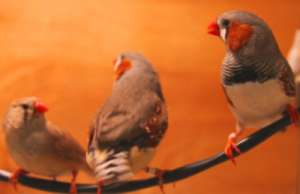 Певчие птицы. (Фото: Сара Вулли, Университет МакГилла)