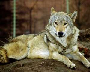 В белградском зоопарке волк покусал ребенка