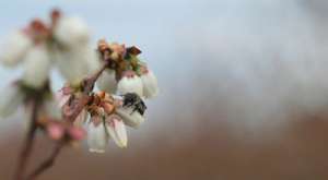 Пчела на цветке черники (Фото Hanna Burrack). 