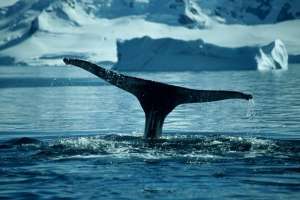 Планируется истребить не менее 50 китов. Фото с сайта Дейта.Ru