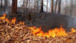 Лесные пожары. Фото: http://usiter.com/