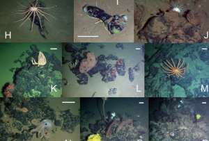 Некоторые виды морских животных, обнаруженных на асфальтовых холмах к западу от Анголы © Jones et al. 