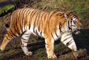  Уссурийский тигр. Фото: ©Animalbox 