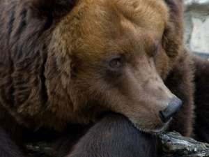 Зоозащитники подтверждают, что ни один из местных зоопарков не готов принять на реабилитацию двух взрослых медведей - на это просто нет денег. Фото: Moscow-Live.ru