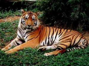 Бенгальский тигр. Фото: http://tigromania.ru