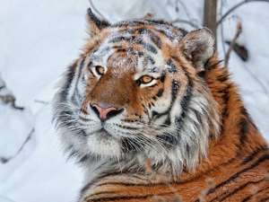 Между тем в Китае тигр занесен в список охраняемых государством животных. Заниматься их содержанием и разведением могут только специалисты. Фото: photoanimal.ru