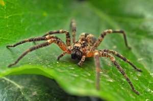 Арахнофобия (боязнь пауков) может быть заложена в нашей ДНК, а сформировалась она в процессе эволюции. К такому выводу пришли ученые из Колумбийского университета в Нью-Йорке. Фото: Вокруг Света