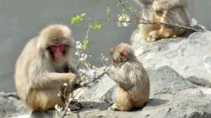 В зоопарке Такасакияма живет более 1300 обезьян, которые пользуются относительной свободой. Фото: BBC