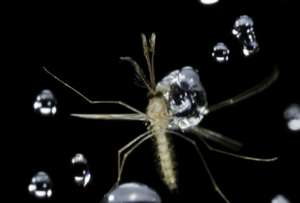  Легкость тела, плюс прочный экзоскелет — вот и весь секрет комариного полета под дождем ©Georgia Institute of Technology/Tim Nowack