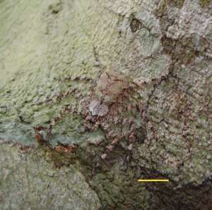 Парящие пауки Selenops banksi почти незаметны на коре деревьев. (Фото Stephen P. Yanoviak et al. / Journal of the Royal Society Interface 2015 12:110.)