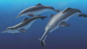   Художественная реконструкция прижизненного облика Isthminia panamensis - речного дельфина, ископаемые останки которого были обнаружены на территории Панамы (фото Julia Molnar / Smithsonian Institution).