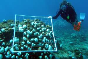  К настоящему моменту погибло уже больше трети коралловых рифов мира — к концу столетия их может не остаться вовсе ©NOAAA