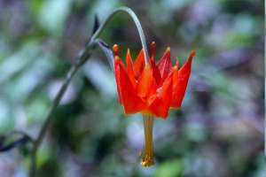Цветок Aquilegia eximia. (Фото David A. Hofmann / Flickr.com.)