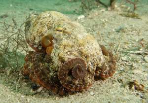 Осминог Octopus tetricus. (Фото John Turnbull / Flickr.com.)