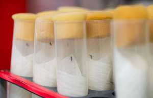 Комары вида Aedes aegypti, которые могут быть распространителями лихорадки денге и вируса Зика. © EPA/CHRISTIAN BRUNA