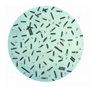 Clostridium botulinum. Иллюстрация wikipedia.org
