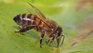  Пчёлы освоили профессию &quot;водоносов&quot;, чтобы спасти улей от перегрева. Фото Albert de Wilde.