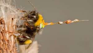 К насекомым была прикреплена небольшая антенна, которая помогала отслеживать траекторию полёта. Фотография Joseph Wood.