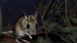Краснокнижные северные тушканчиковые мыши оказались любимым лакомством австралийских сомов. Фото Jouan &amp; Rius/NaturePL.