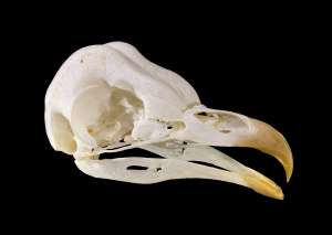 Международная группа ученых провела крупнейшее исследование эволюции птичьих клювов с помощью краудсорсинга. Результаты работы опубликованы в журнале Nature.