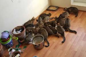 Женщина подобрала на улице 24 котов, но оказалась не в состоянии их содержать © Приют Островок надежды