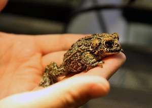 Представитель Bufo (Anaxyrus) williamsi — нового вида жаб / Mike Wolterbeek, University of Nevada, Reno