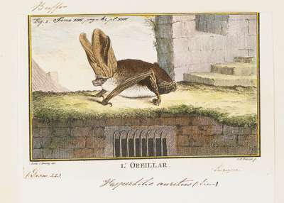 Бурый ушан (Plecotus auritus) / Iconographia Zoologica / Amsterdam University Library