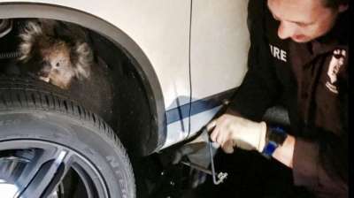 Спасателям пришлось снять колесо с автомобиля, чтобы освободить животное. REUTERS