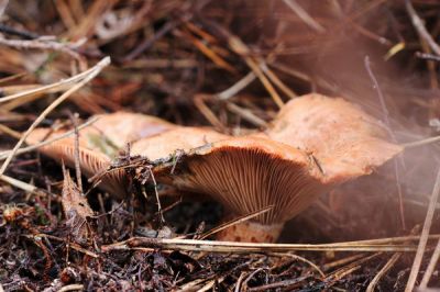  Рыжик настоящий - съедобный гриб 1-й категории. Имеет оранжевую или светло-рыжую шляпку воронкообразной формы с распрямляющимися краями и ножку того же цвета (до 7 см). Произрастает в хвойных лесах. (Anna Valls Calm)