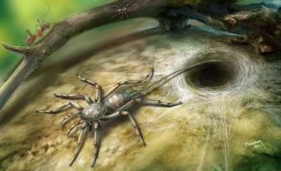 В Мьянме обнаружены останки древнего и крайне необычного паукообразного, которое напоминает одновременно и обычного паука, и скорпиона.