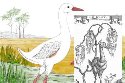 Мы знаем, что многие редкие виды появились на островах. Но слышали ли вы о птице ростом в 180 см? Иллюстрации: Darren Naish (слева); Yale University Press, New Haven and London (справа)