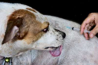 Некоторые псы боятся прививок, прямо как маленькие дети. © / Shutterstock.com