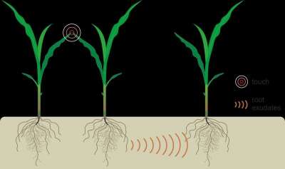 Растения оказались способны сообщать об условиях своего роста соседям, передавая химические сигналы через корневую систему.