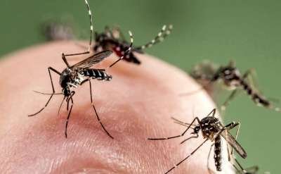 Укус комара оказался опасен сам по себе — даже не неся инфекции, он вызывает в организме «иммунную бурю».