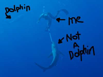 Оказывается, дельфины не просто не помогают, им реально нравится наблюдать. Фото twitter.com/NZClarke/