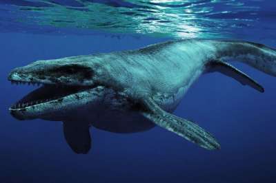 Череп древнего усатого кита опровергает прошлые предположения о развитии вида.