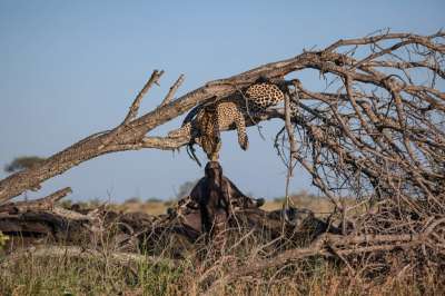 В южноафриканском природном парке Саби-Саби охотник и добыча сошлись в чудном (для постороннего наблюдателя) мгновении.