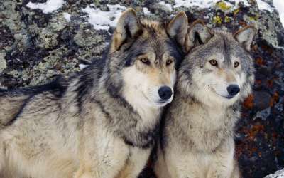 После ссоры волки быстрее объединялись между собой, нежели собаки.